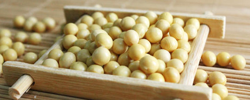 阜豆35大豆种子特点，比对照品种中黄13晚熟4天