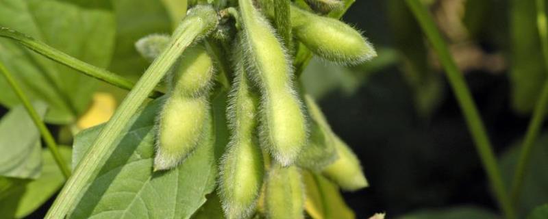 华育7号大豆种子介绍，注意防治病虫害