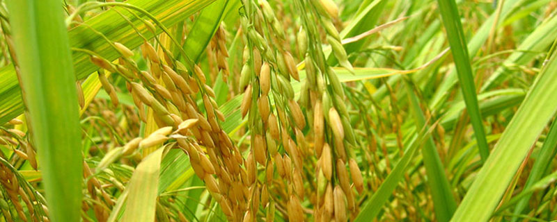 富育粳56水稻品种的特性，播种前宜用咪鲜胺浸种