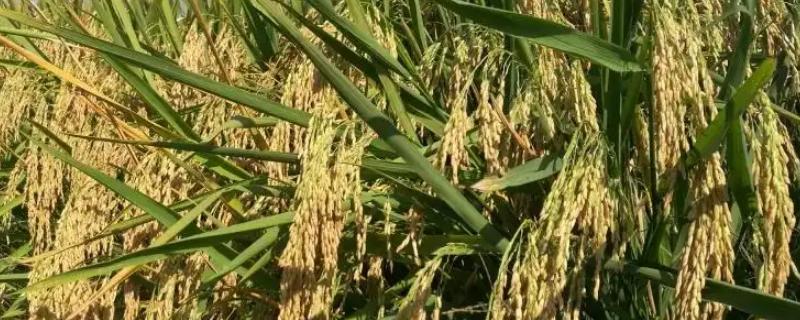 华盛优粤农丝苗水稻种子简介，全生育期为123.6天