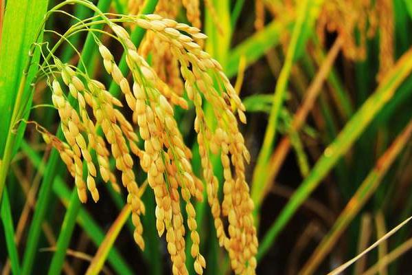 深优926水稻品种的特性，4月上旬到5月上中旬播种