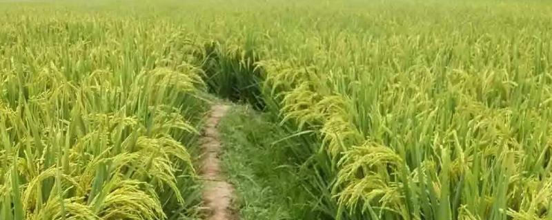 酷两优8016水稻品种简介，每亩插足基本苗6万以上