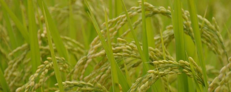 捷两优美新占水稻品种简介，中籼两系杂交水稻品种