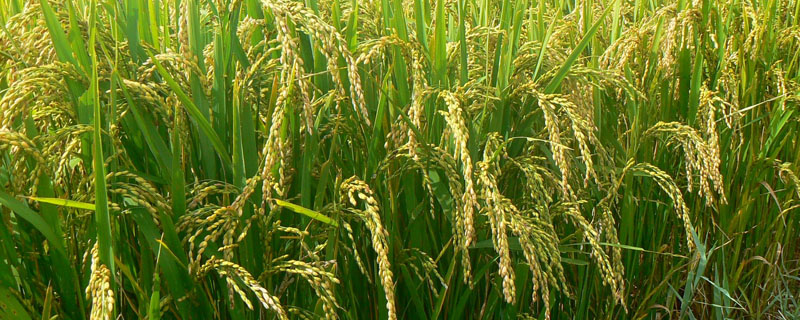 徽两优986水稻品种简介，播种量10千克左右
