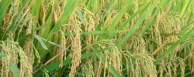 红早2号水稻种简介，亩播种量25千克左右