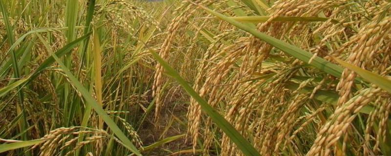 生两优5678水稻种子简介，秧田亩播种量8-10千克