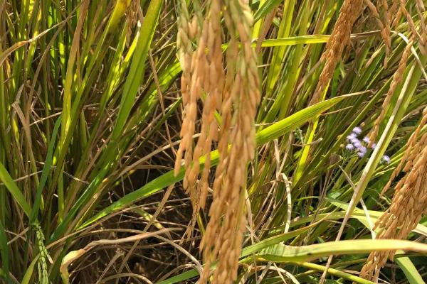 生两优5678水稻种子简介，秧田亩播种量8-10千克