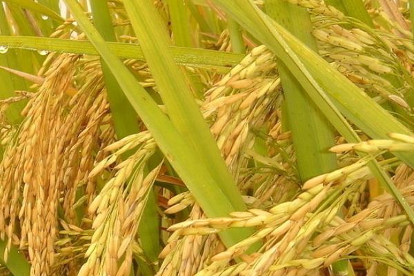 深优926水稻品种的特性，4月上旬到5月上中旬播种