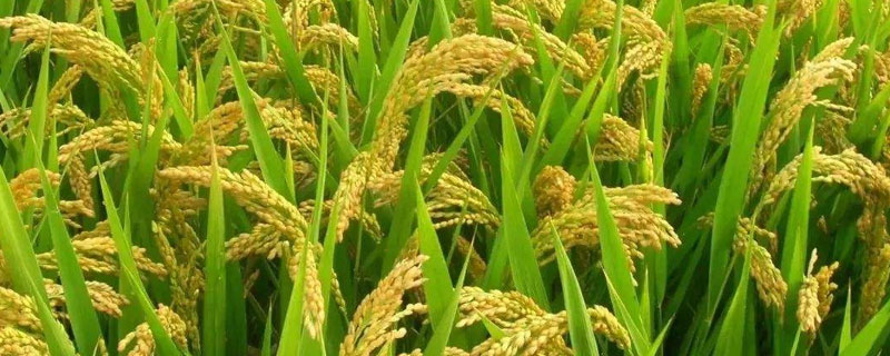 弋糯1号水稻种子特征特性，全生育期144.2天