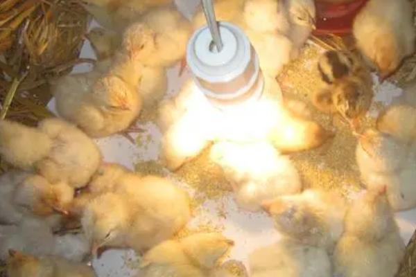 孵化小鸡要用多少瓦的灯泡，可使用15瓦的白炽灯