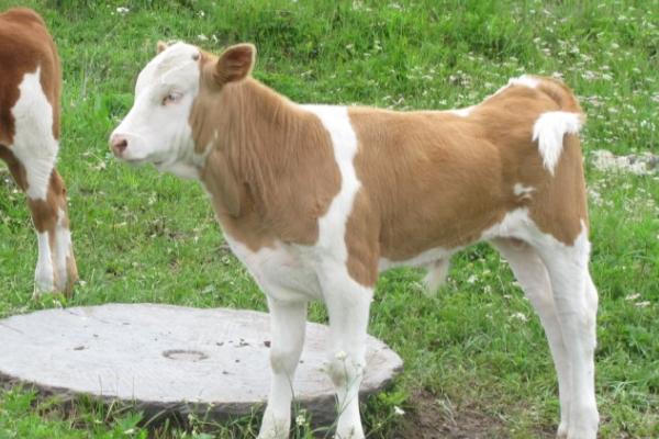 牛犊拉灰色稀便怎么治疗，一般是抗菌、补液、调节胃肠肌能等