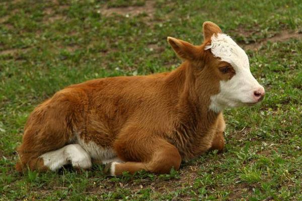 牛犊拉灰色稀便怎么治疗，一般是抗菌、补液、调节胃肠肌能等