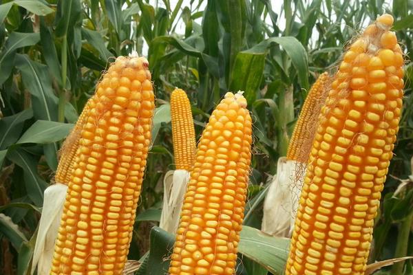 陕单650玉米种子简介，每亩适宜密度5000株