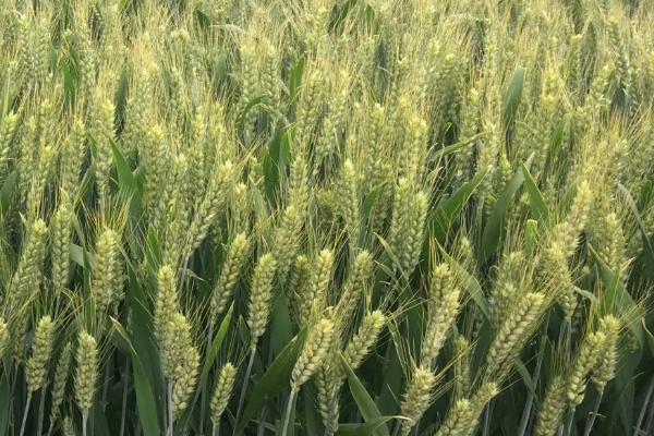 伟隆396小麦种子特征特性，属半冬性品种