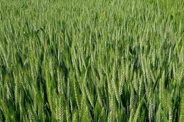 伟隆396小麦种子特征特性，属半冬性品种