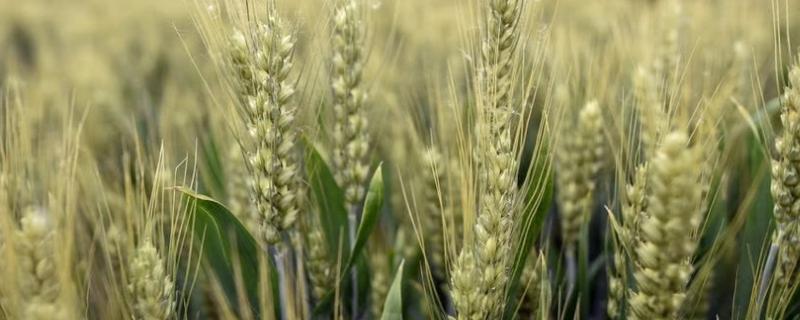 伟隆323小麦种子特征特性，中抗条锈病