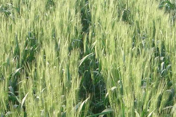 宝研12小麦种简介，适宜播期10月上中旬