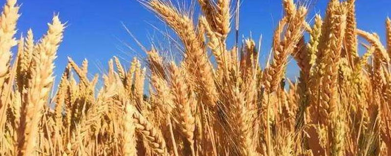 秋实369小麦种简介，生育期平均217.0天