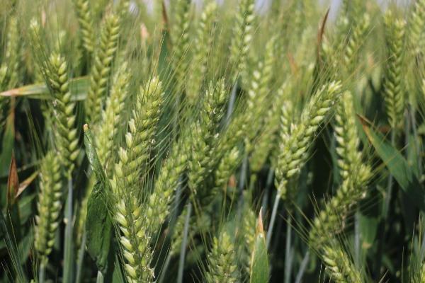 西农68小麦品种的特性，生育期平均227.5天