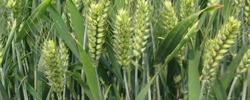 西农226小麦品种的特性，中抗条锈病