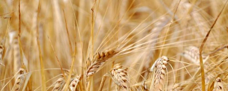 西农527小麦品种简介，注意防治病虫害