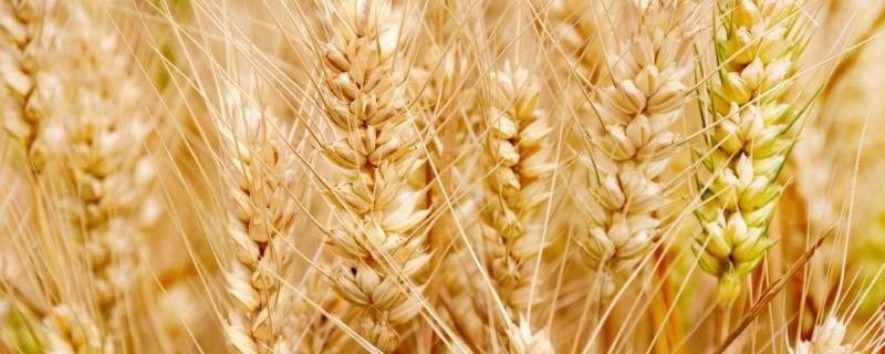 欣育麦1号小麦种子特点，适宜播期10月上中旬