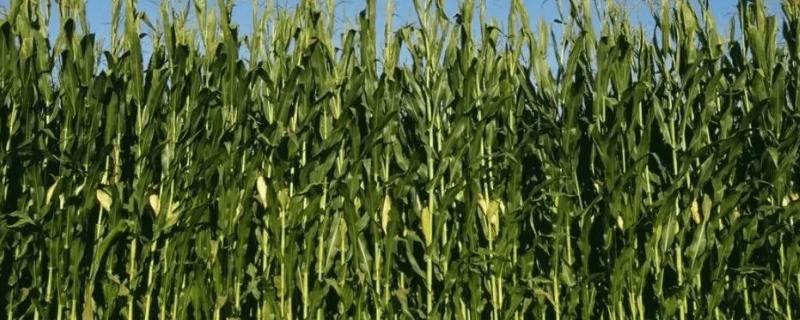 高农1608玉米品种的特性，6-8叶期防治病虫害