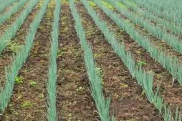 大葱防病种植技术，用栽植过大葱的土壤种植为佳