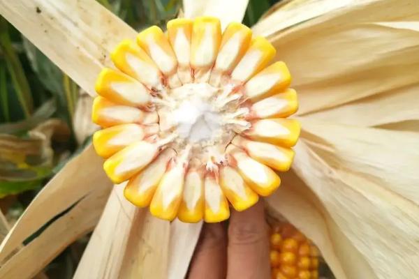 GY518玉米品种简介，地温要确保10℃以上进行播种