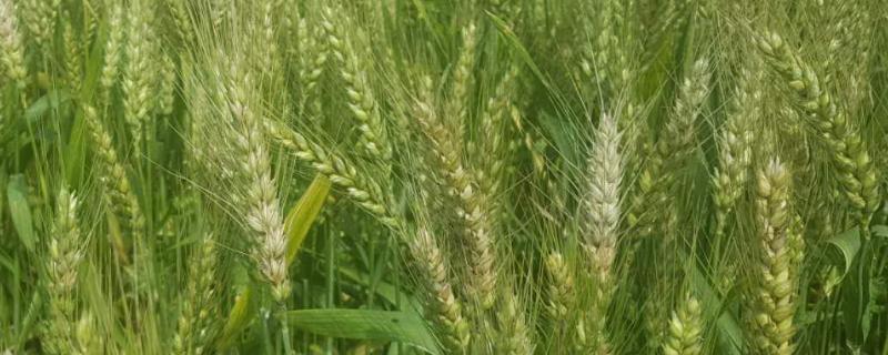 金麦3号小麦品种的特性，高抗白粉病