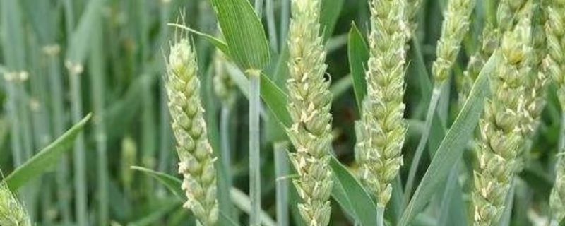 兴木1602小麦种简介，属中筋小麦品种