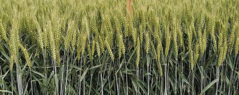 鲁丰麦1519小麦种简介，病虫害的防治
