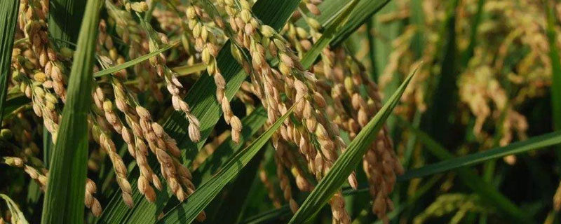 新农粳3号水稻种子特征特性，全生育期160天左右