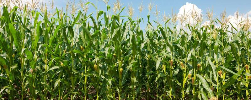 中强13玉米品种简介，适宜播种期春夏播均可