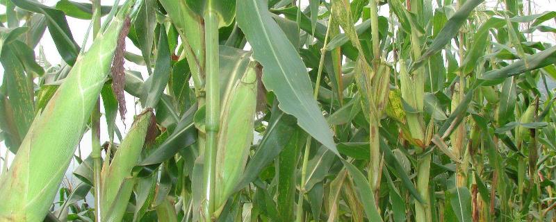 延科甜泰5号玉米品种的特性，中抗矮花叶病