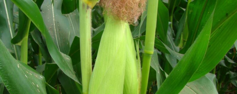 德发778玉米种子特点，适宜播种期5月底至6月25日