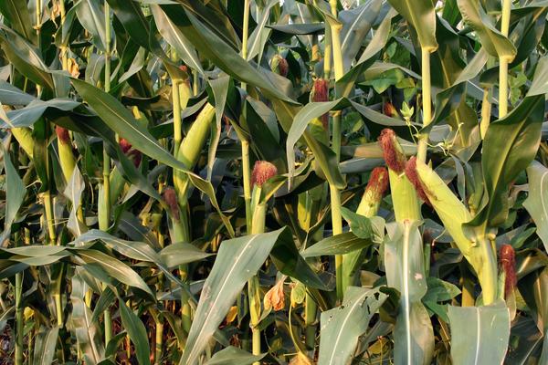 京科268玉米种子简介，适宜播种期4月下旬至5月上旬