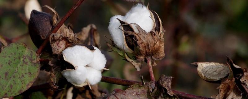 湘X1107棉花品种的特性，春播生育期122天