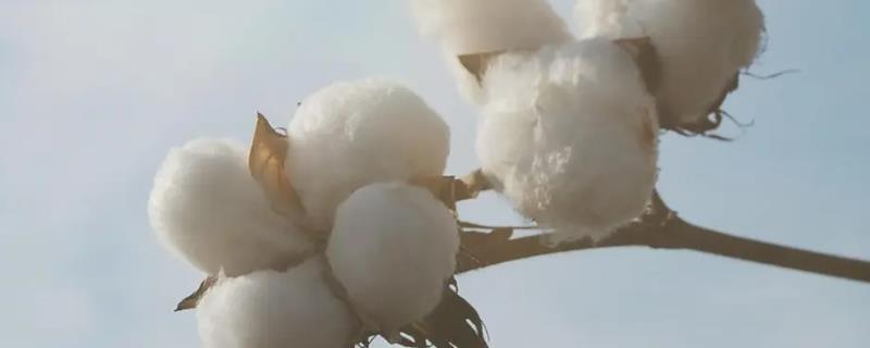 中生棉15号棉花种子特征特性，加强田间杂草防治