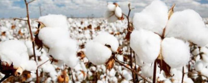 鲁棉263棉花品种简介，以防治草害