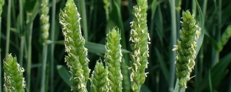 中麦32小麦种子特征特性，适宜播种期10月5日―15日