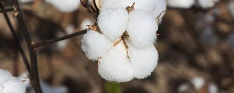 中棉所9701棉花品种的特性，及时防治虫害