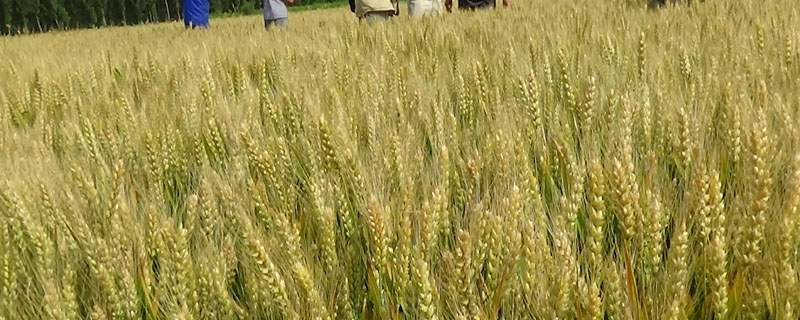 农麦176小麦种子特征特性，全生育期228.4天