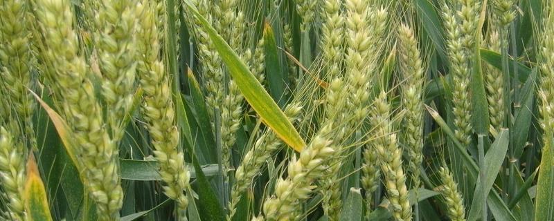齐麦20小麦品种简介，适宜播种期10月5日―15日