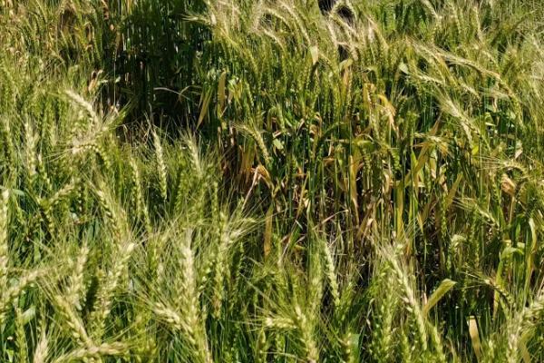 兆丰6号小麦品种的特性，全生育期226.0天