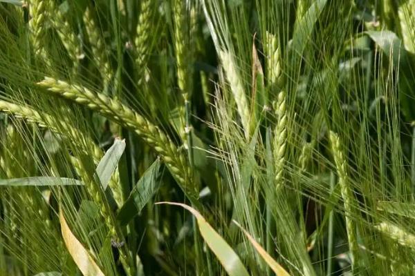 兆丰6号小麦品种的特性，全生育期226.0天