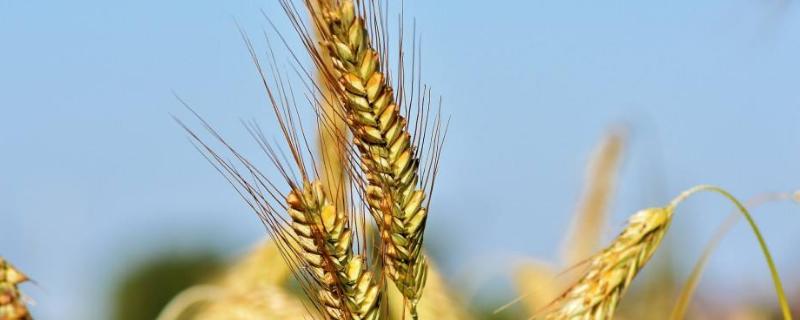 沃丰麦188小麦种简介，适宜播种期10月上中旬