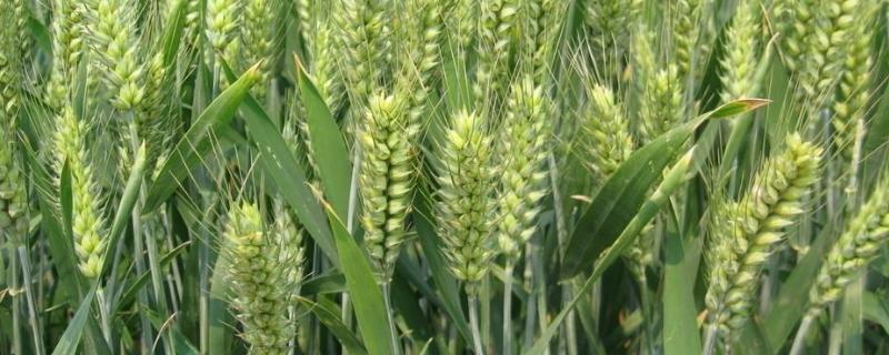 沃丰麦168小麦种子介绍，全生育期222.4天