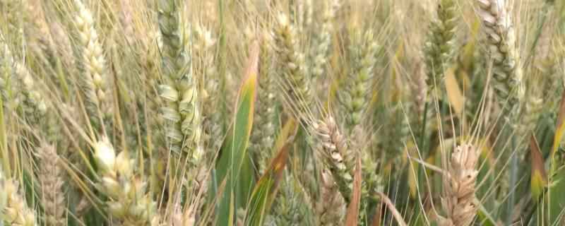 潍麦12小麦种子特征特性，适宜播种期10月5日―15日
