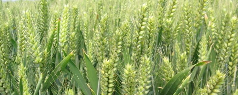 锦麦35小麦种子介绍，全生育期225.3天